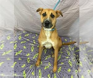 Black Mouth Cur-Unknown Mix Dogs for adoption in Baytown, TX, USA