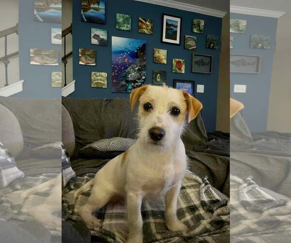 Medium Photo #1 Mutt Puppy For Sale in Spring Lake, NC, USA