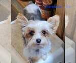 Small Photo #1 Yorkshire Terrier Puppy For Sale in CONKLIN, NY, USA