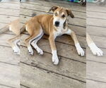 Small #6 Australian Shepherd-Spaniel Mix