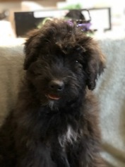 Bouvier Des Flandres Puppy for sale in EDISON, CO, USA