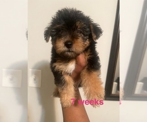 Poodle (Toy)-Yorkshire Terrier Mix Puppy for sale in SHELBY, NC, USA