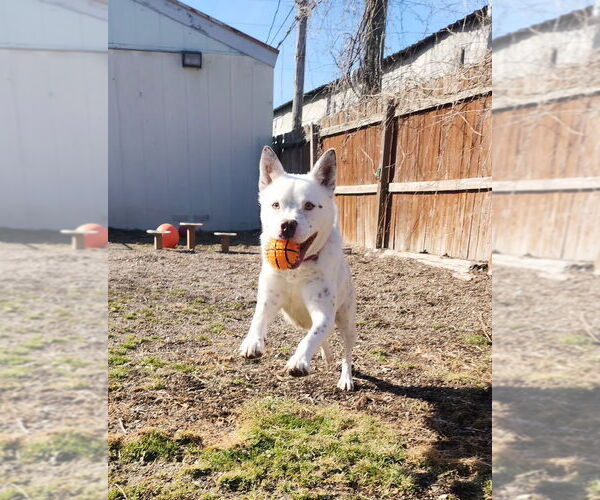 Medium Photo #6 Mutt Puppy For Sale in Evansville, IN, USA