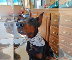 Doberman Pinscher Dogs for adoption in WHITEHALL, PA, USA