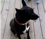 Small Photo #4 Labrador Retriever-Unknown Mix Puppy For Sale in Linton, IN, USA