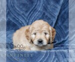 Small #1 Goldendoodle (Miniature)