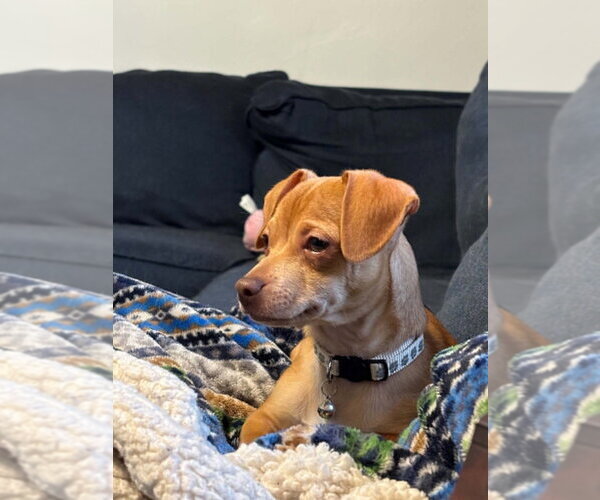 Medium Photo #2 Chiweenie Puppy For Sale in Springdale, PA, USA