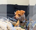 Small #1 Chiweenie