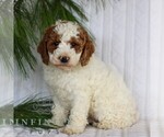 Small #2 Goldendoodle (Miniature)