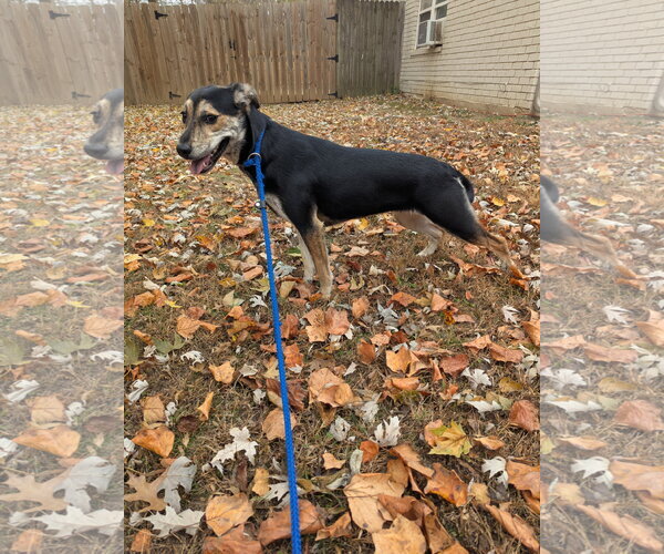 Medium Photo #3 Mutt Puppy For Sale in Munford, TN, USA