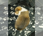 Small Photo #2 Pembroke Welsh Corgi Puppy For Sale in CIMARRON, NM, USA