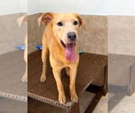 Small #3 Golden Labrador