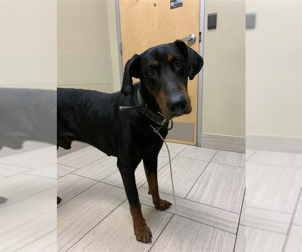 Medium Photo #1 Doberman Pinscher Puppy For Sale in Corpus Christi, TX, USA