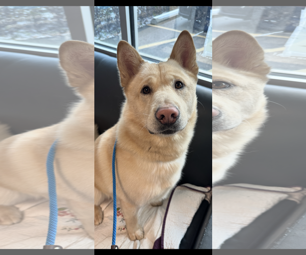 Medium Photo #1 Chow Chow-German Shepherd Dog Mix Puppy For Sale in Prescott, Ontario, Canada