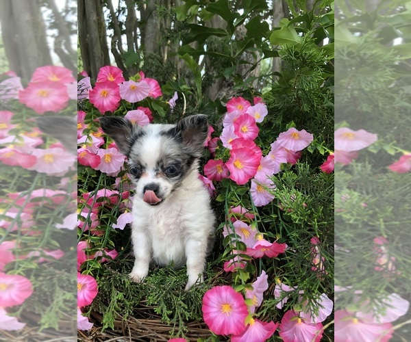Medium Photo #7 Chihuahua Puppy For Sale in SHERMAN, TX, USA