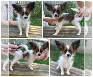 Papillon Puppy for sale in MINNEAPOLIS, MN, USA