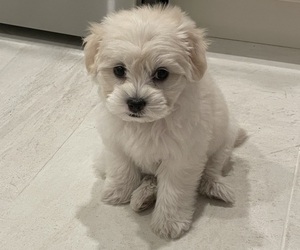 Maltese-Poodle (Toy) Mix Puppy for sale in HAYWARD, CA, USA