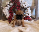 Small Photo #4 French Bulldog Puppy For Sale in AUSTIN, CO, USA