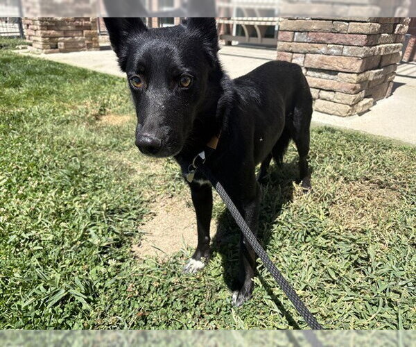 Medium Photo #1 Mutt Puppy For Sale in Pueblo, CO, USA