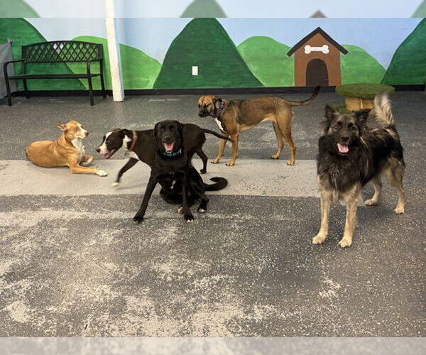 Medium Photo #20 Borador Puppy For Sale in Wakefield, RI, USA