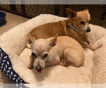 Small #2 Chihuahua
