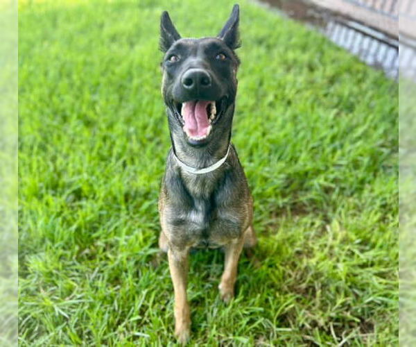 Medium Photo #1 Mutt Puppy For Sale in Riverside, CA, USA