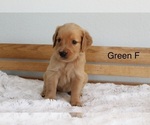 Small #2 Golden Retriever