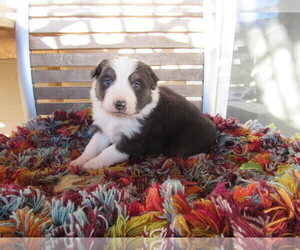 Medium Australian Shepherd