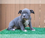 Small Photo #2 American Pit Bull Terrier Puppy For Sale in HYANNIS, MA, USA