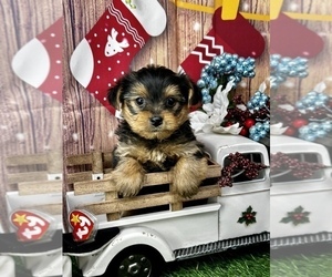 YorkiePoo Puppy for Sale in CASSVILLE, Missouri USA