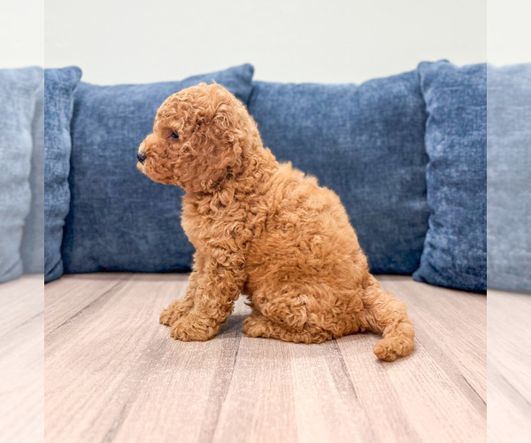 Medium Photo #5 Miniature Labradoodle Puppy For Sale in MILLERSBURG, OH, USA