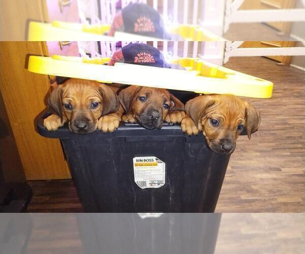 Medium Photo #13 Rhodesian Ridgeback Puppy For Sale in ONEIDA, TN, USA