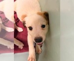 Small #5 Jack Russell Terrier-Parson Russell Terrier Mix