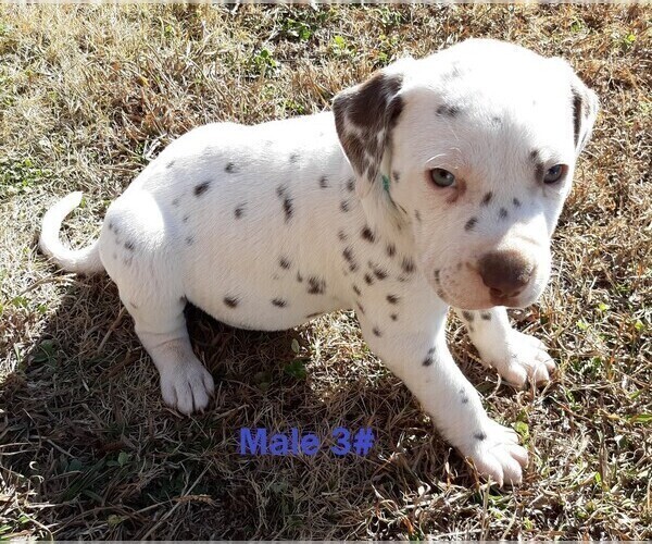 Medium Photo #15 Dalmatian Puppy For Sale in ELKMONT, AL, USA