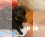 Puppy Yellow Golden Labrador