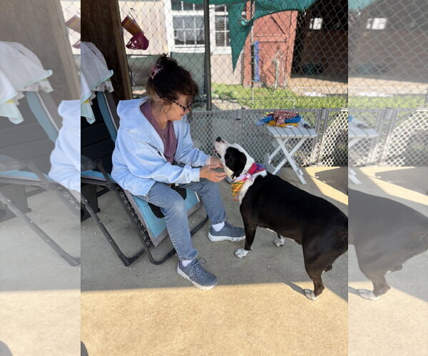 Medium Photo #9 American Staffordshire Terrier-Border Collie Mix Puppy For Sale in Spring Lake, NJ, USA