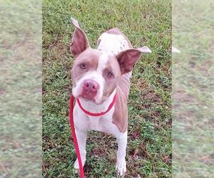 Medium American Staffordshire Terrier