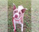 Small American Staffordshire Terrier