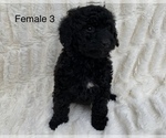Small Photo #7 Poodle (Toy) Puppy For Sale in AUBURN, CA, USA