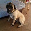 Small Photo #1 Mastiff Puppy For Sale in OREGON HOUSE, CA, USA