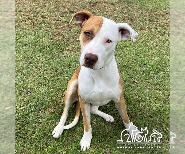 Medium Photo #2 American Pit Bull Terrier Puppy For Sale in Irvine, CA, USA