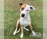 Small #1 American Pit Bull Terrier