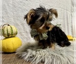Small #4 Yorkshire Terrier