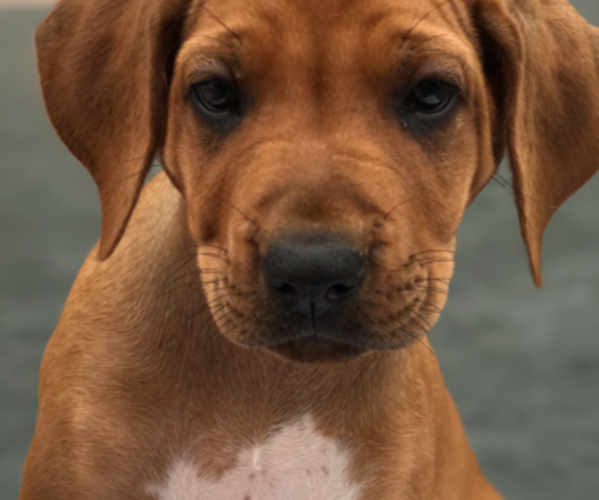 Medium Photo #3 Rhodesian Ridgeback Puppy For Sale in SANTA BARBARA, CA, USA