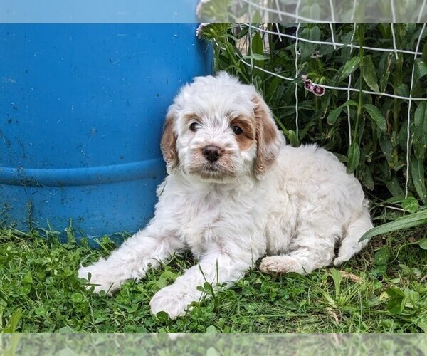 Medium Photo #12 Cockapoo-Poodle (Miniature) Mix Puppy For Sale in SALEM, MO, USA