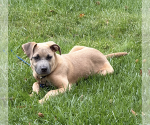 Labrador Retriever-Unknown Mix Dogs for adoption in Oakhurst, NJ, USA