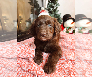 Aussiedoodle Puppy for sale in TACOMA, WA, USA