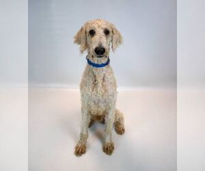 Salvatore - Male Labradoodle Dog for Adoption - Photo #3