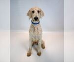 Small Photo #3 Labradoodle Puppy For Sale in Kennesaw, GA, USA