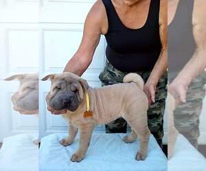Chinese Shar-Pei Puppy for sale in PIONEER, CA, USA